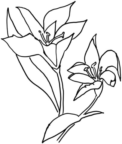 Lilium Flower  Coloring Page